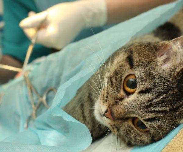 http://vetbm.kiev.ua/wp-content/uploads/surgery_animals-1-600x500.jpg